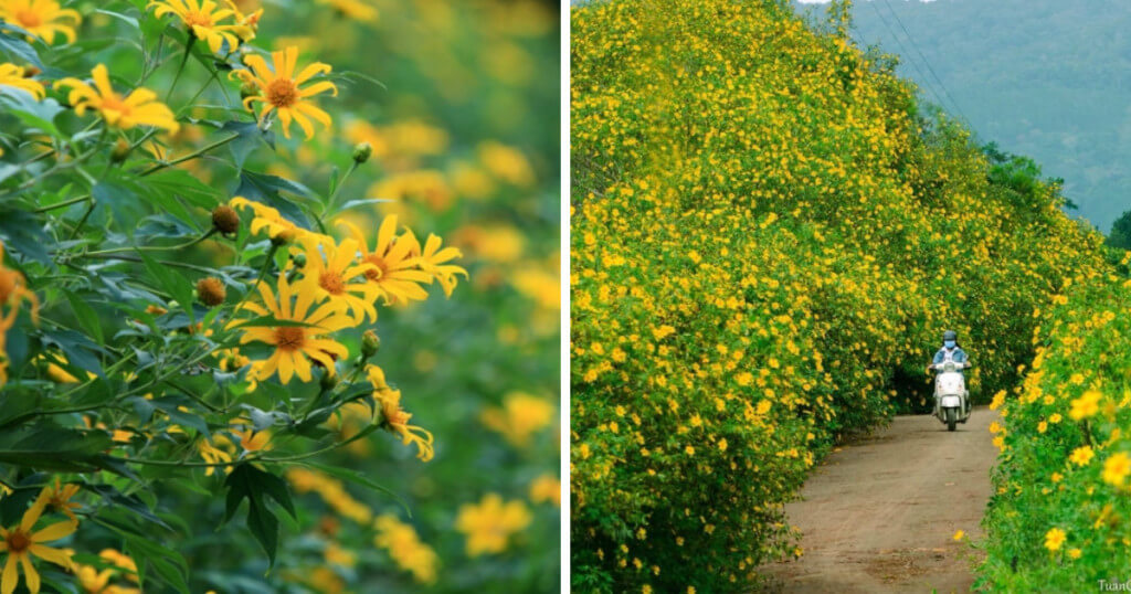 Địa điểm chek in với hoa dã quỳ đẹp ở Đà Lạt